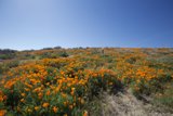 Field of Marigolds
