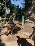 A Leisurely Stroll with Man's Best Friend