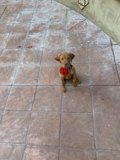 The Canine Tiled Walkway