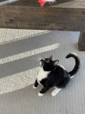 Majestic Manx
