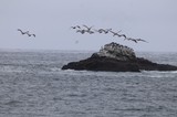Pelicans Soaring Over Seabird Colony Rock