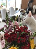 Feline Art Connoisseur