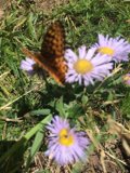 A Butterfly's Perfect Landing on a Daisy