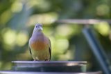 Bowl Perch
