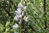 Blossoms of Spring: Lupine at Palo Corona