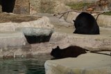 Black Bears in Zoo Enclosure