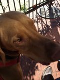Red Collar Hound on the Porch