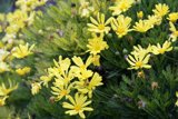 Golden Dance of Daisy Petals