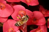 Bee on a Pink Flower