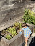 Little Gardener in Action