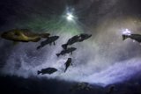 Aquatic Ballet at the Aquarium of the Bay, 2024