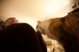 A Feline Companion