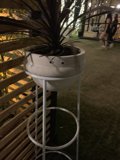 Potted Plant on Stand