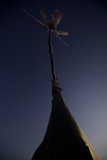 Flight of the Dragonfly