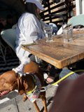 Birthday Hound