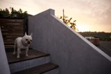 Bulldog Renaissance: Majestic Dog at Dusk
