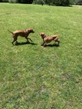 Fun in the sun with two playful pups