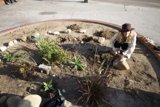 Guerrilla Gardening in Action