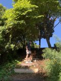 A Man and his Canine Companion in the Heart of Golden Gate Park
