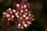 Red and White Beauty