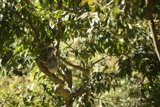 A Tranquil Afternoon with the Koala