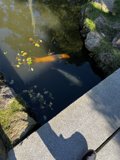 A Peaceful Moment at the Japanese Tea Garden