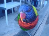 Vibrant Parrot Perched on Wooden Post