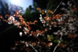 Radiant Blossoms at the Japanese Tea Garden
