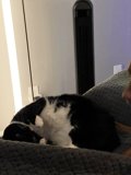 Feline and Canine Coziness