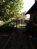Two Canine Companions Stroll through a Colorful Garden
