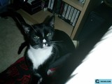 A Feline Literary Companion