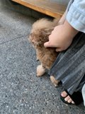 Loving Companion
