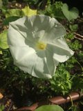 White Geranium Flower Blooming