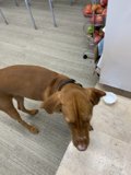 The Vizsla Companion