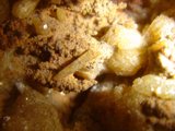 Bug on a Bread-like Rock