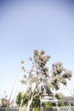The Verdant Canopy