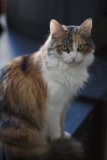 Table-Dwelling Manx