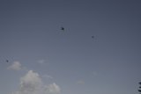 Flight of the Birds