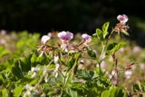 Blooming Geraniums and the Busy Bees in San Francisco Botanical Garden