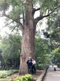 Tree Trunk Trio