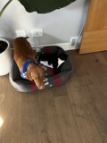 Furry Friends in a Cozy Nest