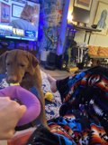 Furry Friends and Fun: A Cozy Night In