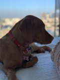 City Pupper
