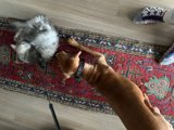 Furry Friends on a Hardwood Rug