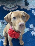 The Bow-tiful Hound