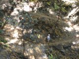 Walk among the Woods