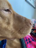 San Francisco Pup Snuggles Up with a Pink Blanket