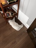 White Cat Resting by Wooden Table