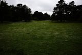 Serene Afternoon at the San Francisco Botanical Garden