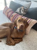 Furry Friends Take Over the Sofa